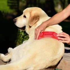 StripHair Gentle Groomer Pets UK | Just Equine 9 StripHair Gentle Groomer Pets UK | Just Equine -Horse Haven Shop 888 3f95054168c82c3245595a823058935e e1594578001577