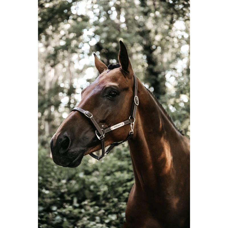 Kentucky Horsewear Flexible Leather Head Collar UK | Just Equine 4 Kentucky Horsewear Flexible Leather Head Collar UK | Just Equine - Image 4