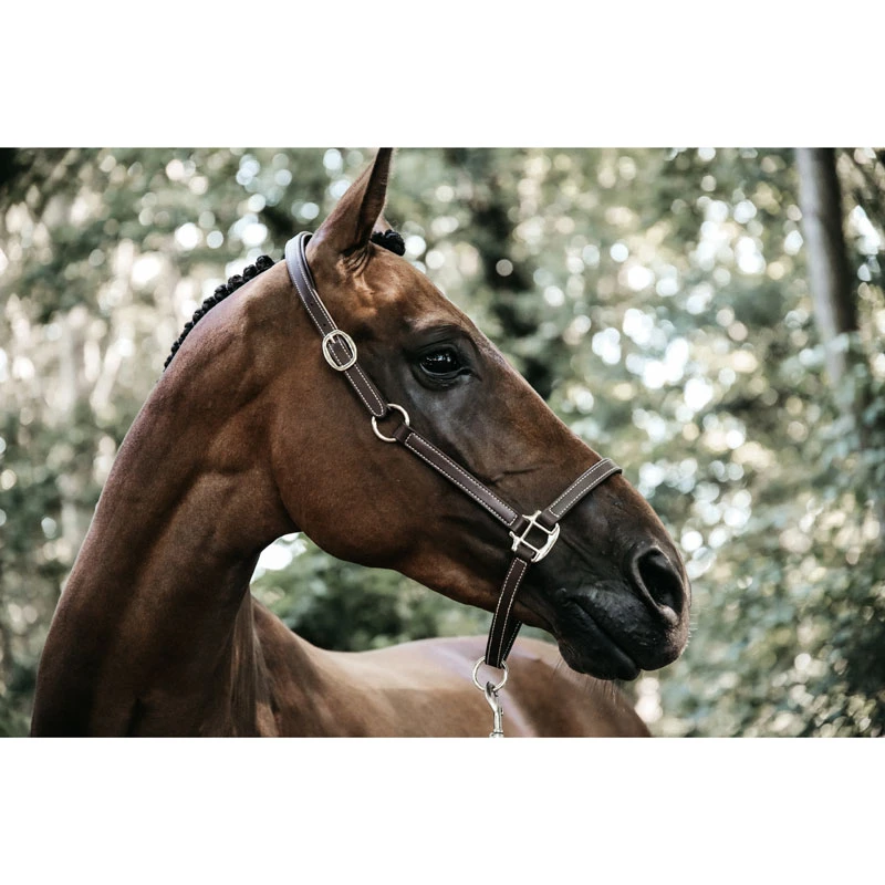 Kentucky Horsewear Flexible Leather Head Collar UK | Just Equine 1 Kentucky Horsewear Flexible Leather Head Collar UK | Just Equine