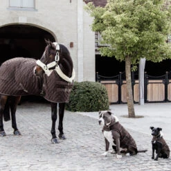 NEW Kentucky Horsewear Show Rug - Brown UK | Just Equine -Horse Haven Shop Kentucky Horsewear Show Rug Brown 7